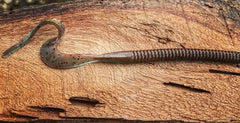Fish or Die Bait Company Blitzkrieg